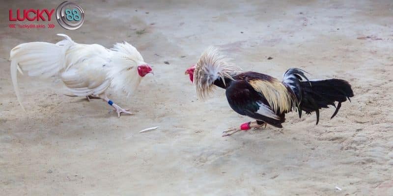 Các khuyến mãi đá gà Lucky88 hấp dẫn nhất