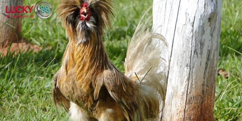 Lựa Chọn Gà Đá Mạnh - 4 Lời Khuyên Từ Chuyên Gia Chọi Gà 2 Các tiêu chí lựa chọn gà chọi mạnh từ chuyên gia