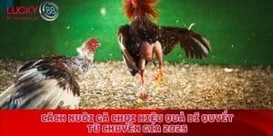 Cách nuôi gà chọi hiệu quả