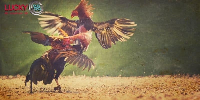 Các hình thức cá cược đá gà phổ biến tại Lucky88