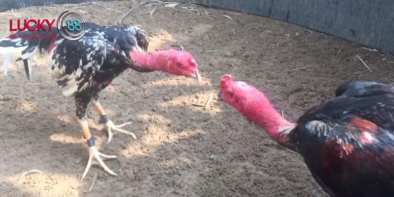 Những yếu tố tạo nên sức hút của đấu trường S128