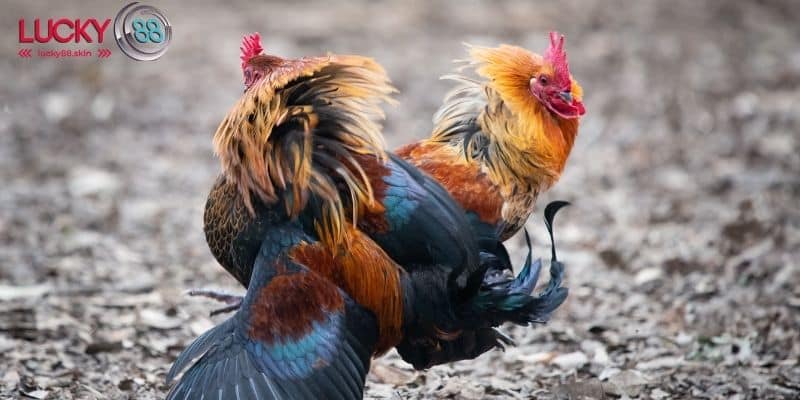 Kinh nghiệm đá gà thomo qua ưu nhược dòng gà