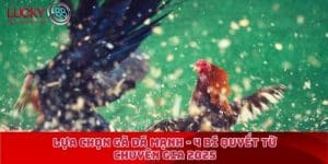 Lựa chọn gà đá mạnh