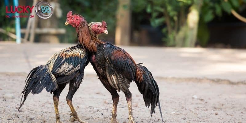 Lựa Chọn Gà Đá Mạnh - 4 Lời Khuyên Từ Chuyên Gia Chọi Gà 1 Lựa chọn gà đá mạnh dựa trên đặc điểm cơ bản